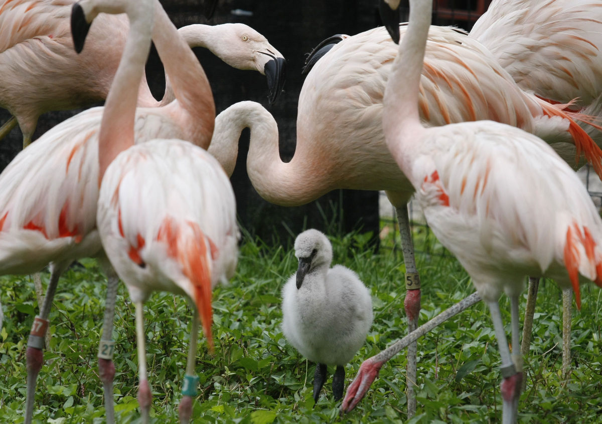 The beautiful Chilean flamingos